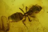 Detailed Fossil Daddy Long-leg and Ant in Baltic Amber #166201-1